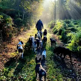 Dogwalker Essen, der Hundetrainer bekannt aus dem Fernsehen.